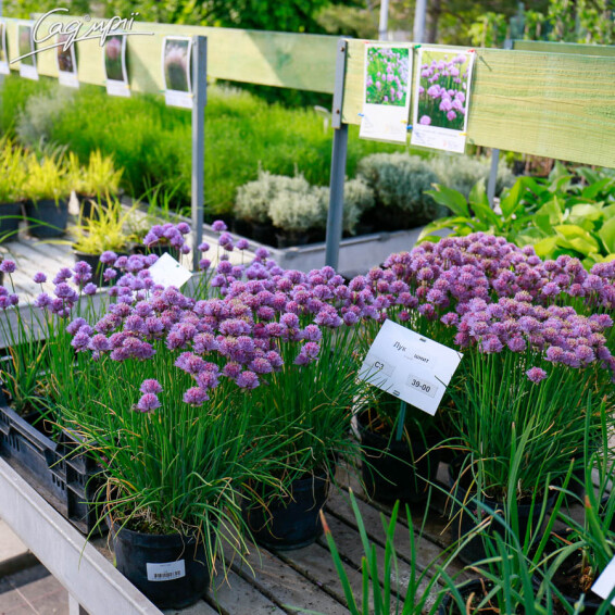 Лук Шнитт, C2 - - 6