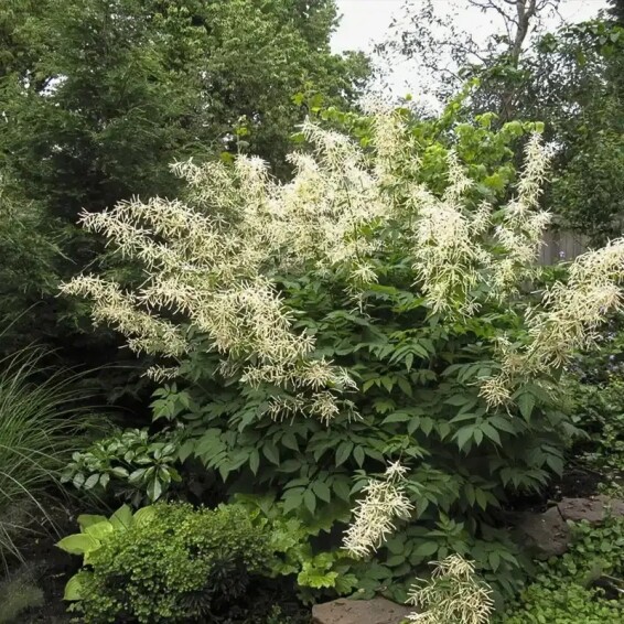 Волжанка двудомная - 3 Волжанка двудомная - 3