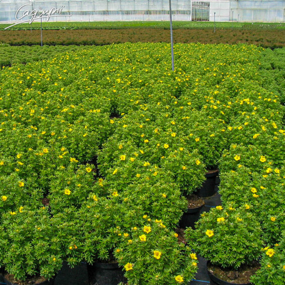 Перстач кущовий 'Kobold' - 5