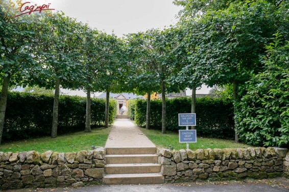 Липа широколиста, топіар, ф.шпалера - 14 Липа широколиста, топіар, ф.шпалера - 14