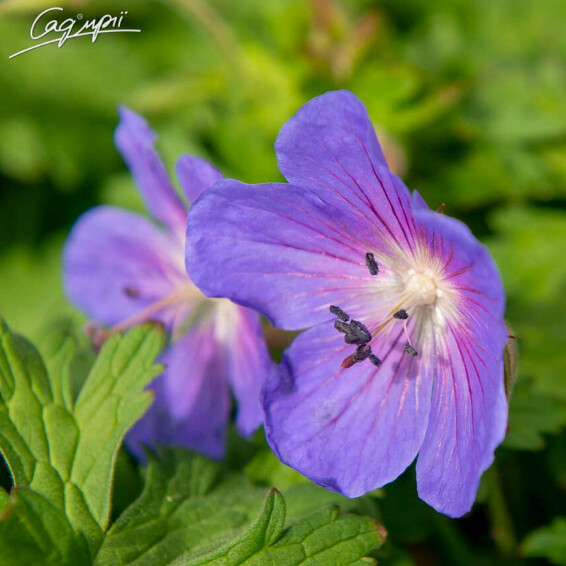 Герань гімалайська 'Baby Blue' - 2