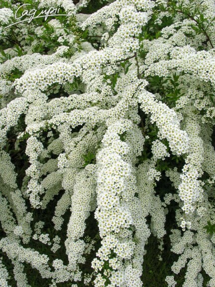 Спірея попеляста 'Grefsheim' - 3