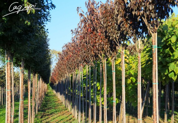 Сакура мелкопильчатая 'Royal Burgundy' #12, WRB 20--25 350-400 St. 200-225 - 4