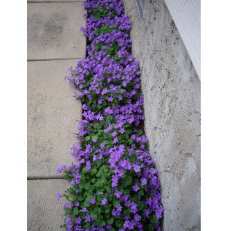 Дзвоник Портеншлага