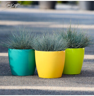 Костриця сиза 'Elijah Blue'