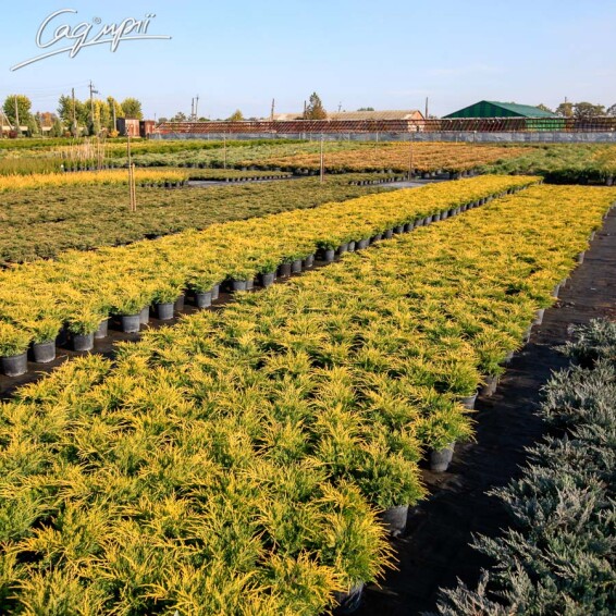 Можжевельник средний 'Old Gold' - 1