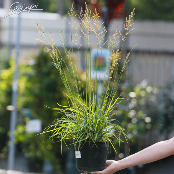 Молиния голубая 'Poul Petersen' #3, С1 - - 1