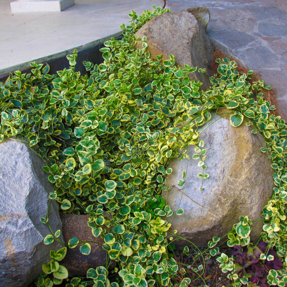 Барвінок великий 'Variegata' - 1 Барвінок великий 'Variegata' - 1