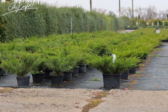 Можжевельник средний 'Mint Julep' - 2