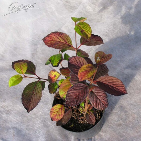 Калина звичайна - 7