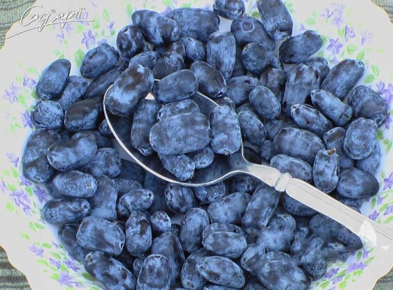 Жимолость блакитна 'Tundra' - 5