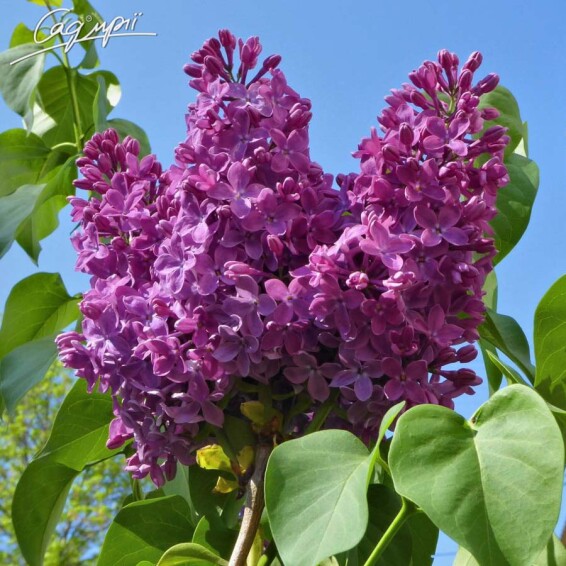 Бузок звичайний 'Charles Joly' - 1