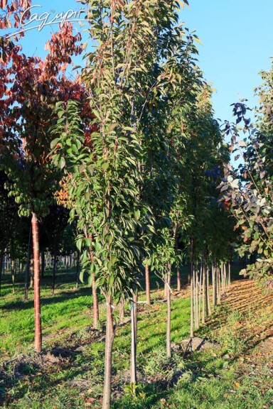 Сакура дрібнозубчаста 'Amanogawa' #4, WRB 16--18 400-450 St. 1/2 - 4