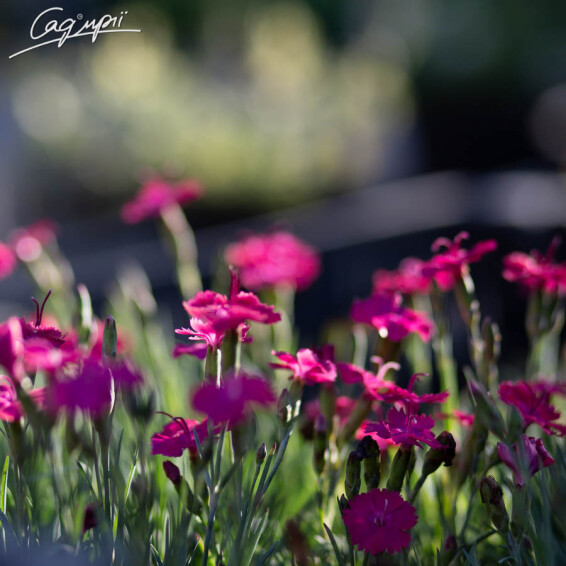 Гвоздика сірувато-блакитна 'Badenia' - 2