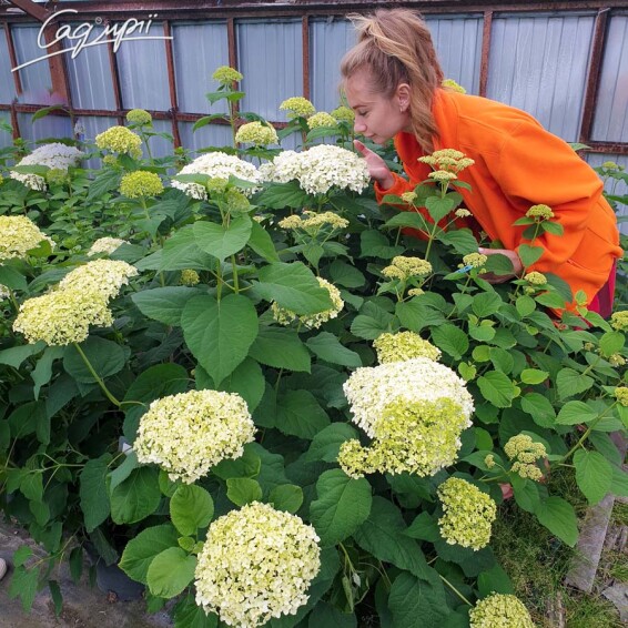 Гортензия древовидная 'Hills of Snow' - 5