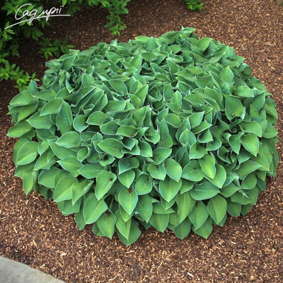 Хоста 'Blue Cadet' - 4