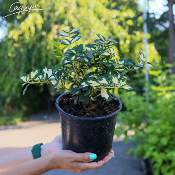 Бересклет форчуна 'Blondy', C2 30-40 - 2 Бересклет форчуна 'Blondy', C2 30-40 - 2