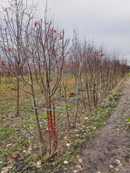 Горобина середня (скандинавська) #2, WRB 16--18 300-350 St. 1/2 - 9