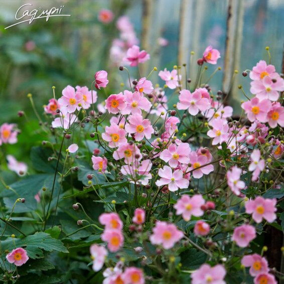 Анемона гібридна 'September Charm' - 5 Анемона гібридна 'September Charm' - 5