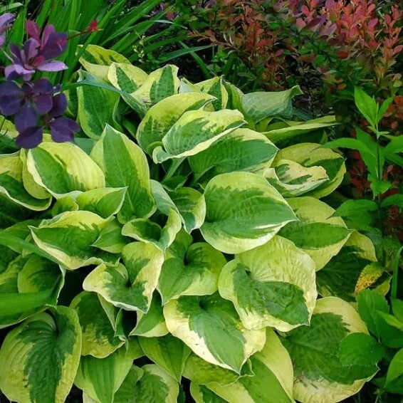 Хоста 'Mama Mia' - 2