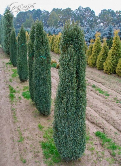 Ялівець звичайний 'Sentinel' - 1