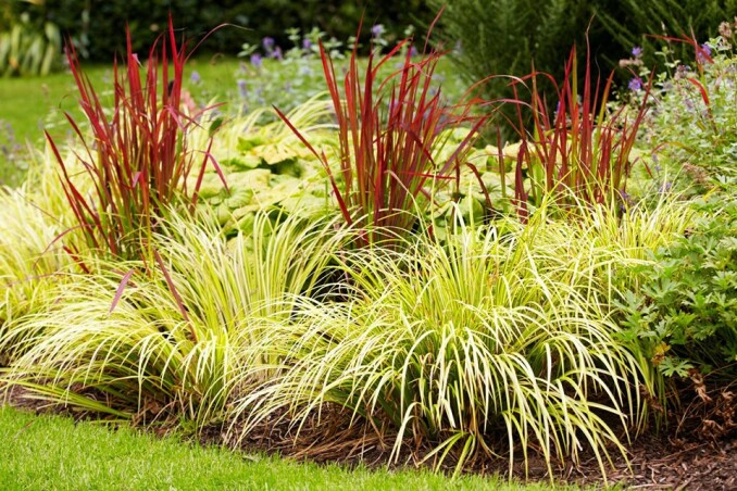 Імперата 'Red Baron' - оригінальний злак для Вашого саду