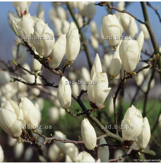 Магнолія Суланжа 'Alba Superba'