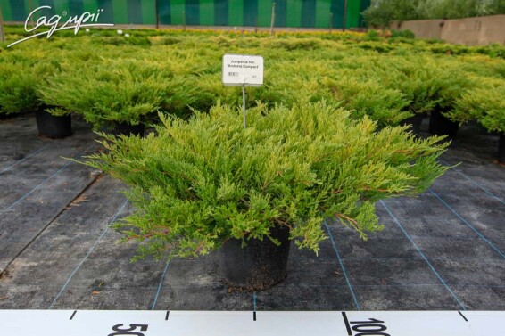 Можжевельник горизонтальный 'Andorra Compact' - 6