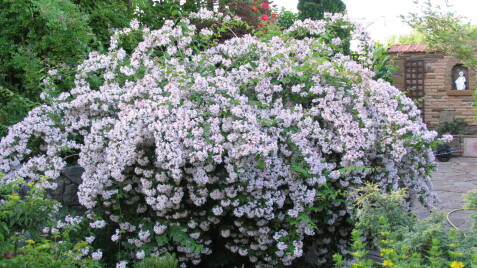 Как правильно посадить растение