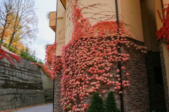 Виноград тригострокінцевий 'Veitchii' - 9