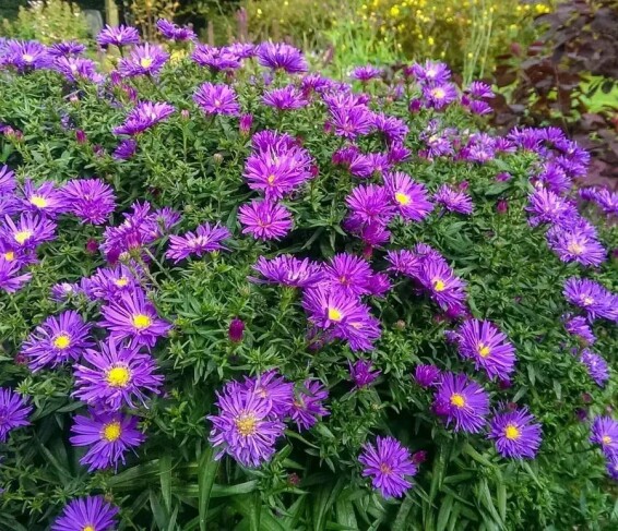 Айстра кущова 'Blaue Laguna' #2, Р9 - - 6