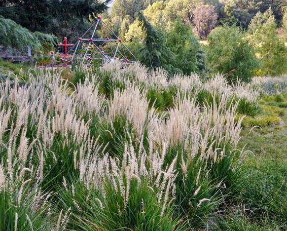 Перистощетинник восточный 'Fairy Tails' - 7