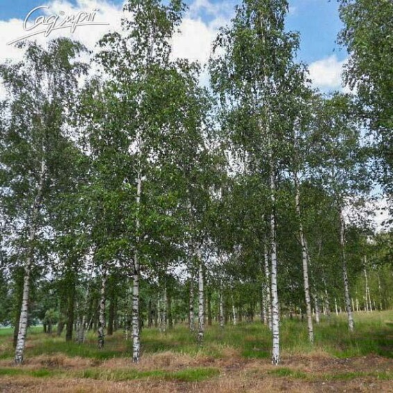 Береза плакуча 'Fastigiata' - 6 Береза плакуча 'Fastigiata' - 6