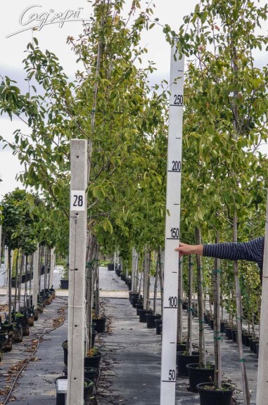 Ирга Ламарка #7, WRB MST - - - 11 Ирга Ламарка #7, WRB MST - - - 11