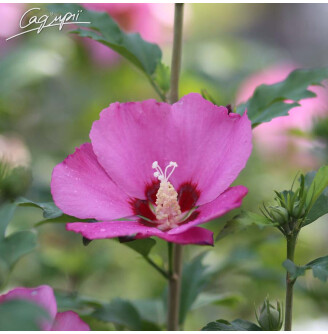 Гибискус сирийский 'Pink Giant'®