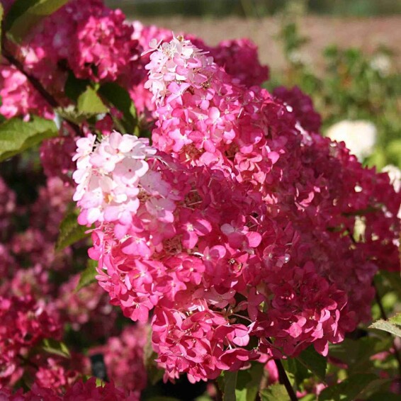 Гортензія волотиста 'Fraise Melba'® - 1