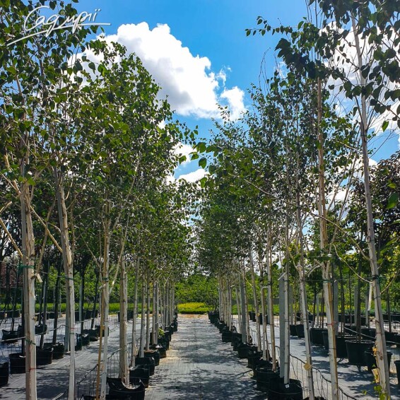 Береза гімалайська 'Doorenbos' #3, С69 14--16 400-450 St. 1/2 - 9 Береза гімалайська 'Doorenbos' #3, С69 14--16 400-450 St. 1/2 - 9