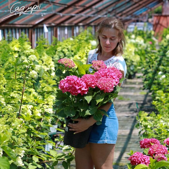 Гортензия крупнолистная 'Leuchtfeuer' #2, C3 - - 6