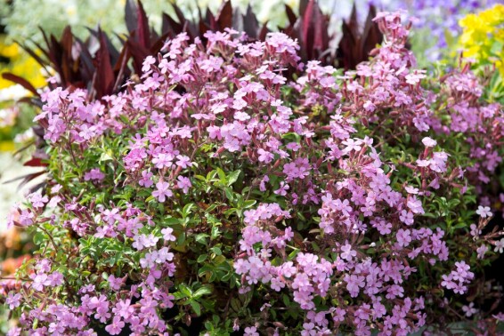 Мыльнянка базиликолистная #1, Р9 - - 1