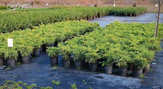 Ялівець середній 'Old Gold' #3, C7 D 40-60 - 3