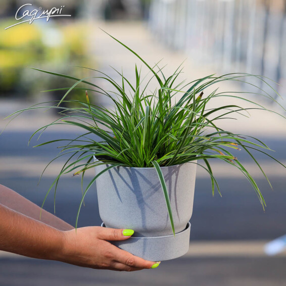 Осока охіменська 'Evergold' - 7