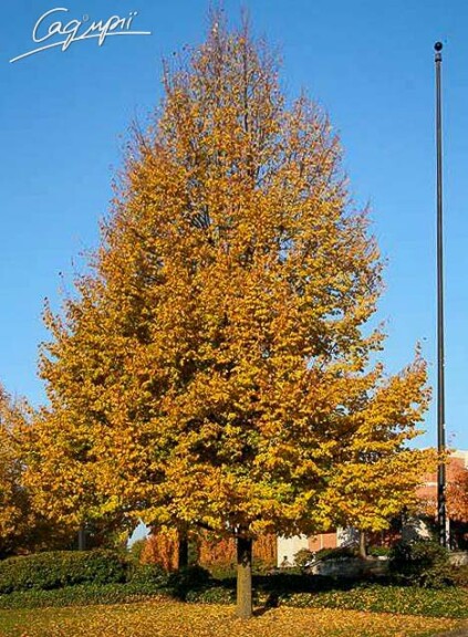 Липа сердцелистная 'Erecta' - 1 Липа сердцелистная 'Erecta' - 1