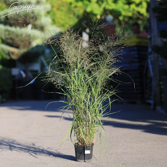 Просо прутьевидное 'Squaw' - 4