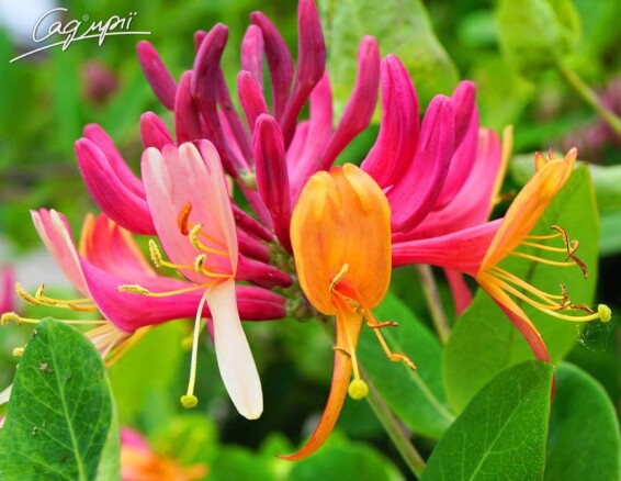 Жимолость Генрі - 1