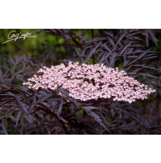 Бузина чорна 'Black Lace' ® ('Eva')