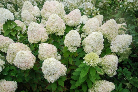 Гортензія волотиста 'Phantom' - 2 Гортензія волотиста 'Phantom' - 2