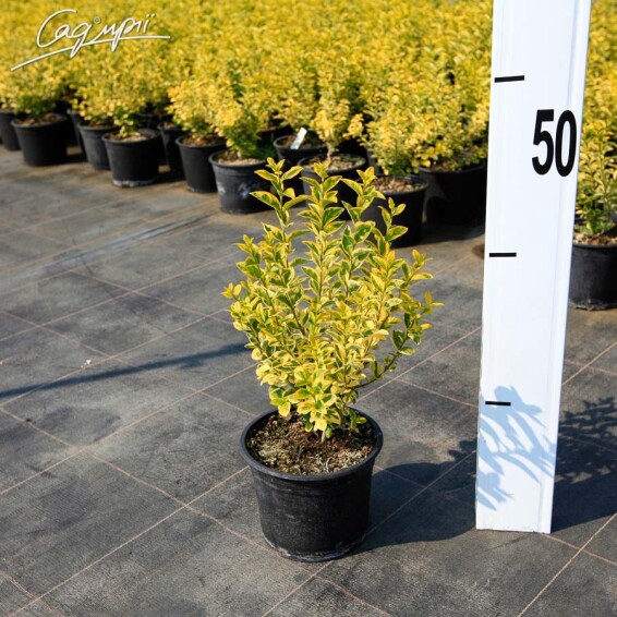 Бирючина овальнолиста 'Aureum' - 6