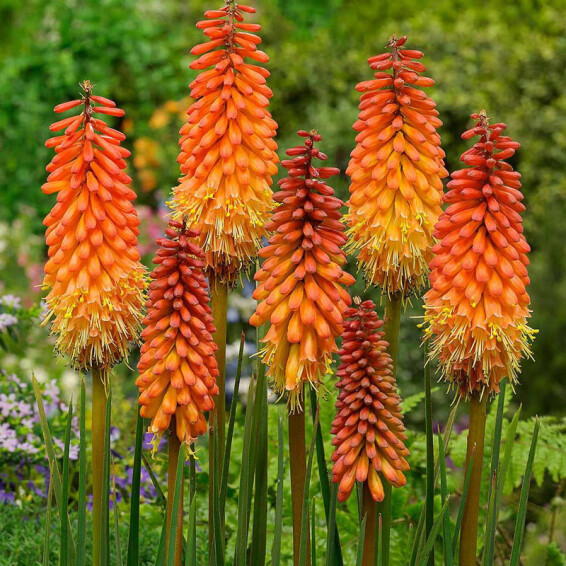 Кніфофія 'Poco Orange'® - 1