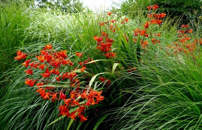 Крокосмия - эффектный многолетник с яркими цветами