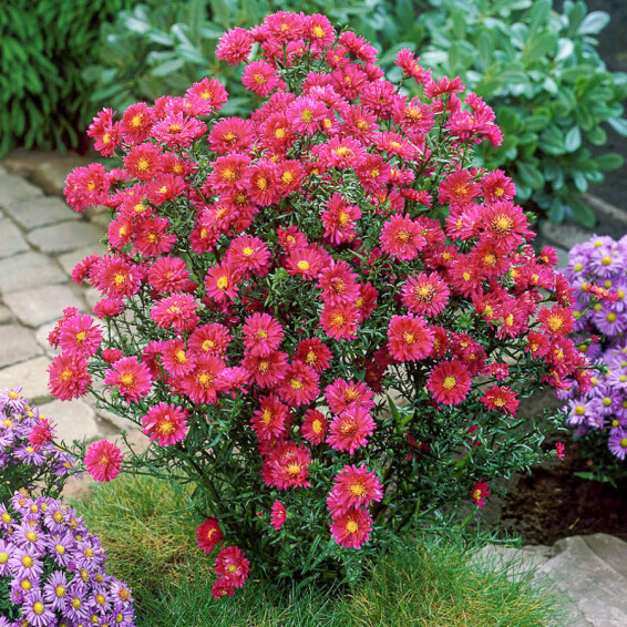 Астра новобельгийская 'Royal Ruby'#2, C2 - - 4